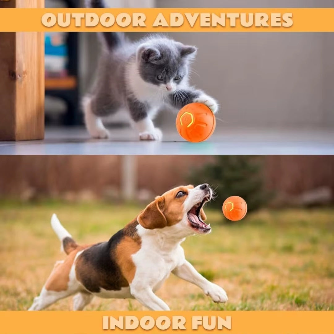 Hond met PawBall